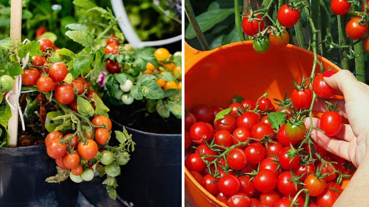 New Cherry Tomato Plant Growing in Transparent Container: A Complete Visual Guide from Seed to Harvest