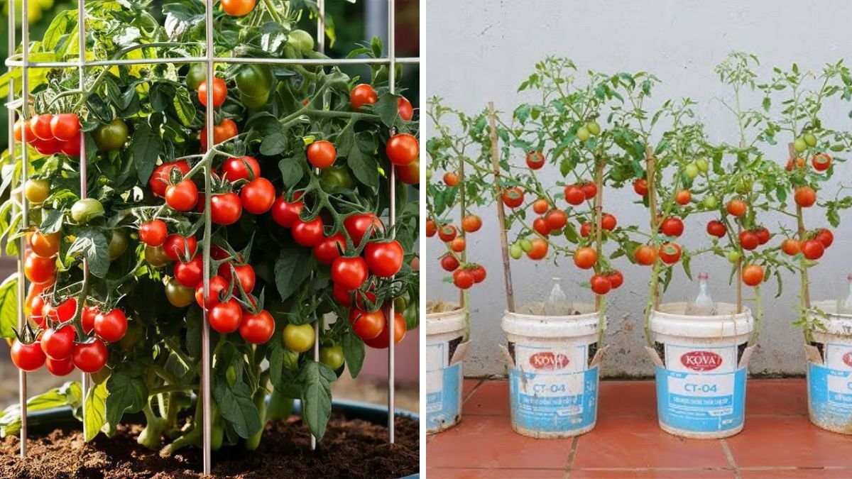 Tomato Slice to Seedling Time Lapse: Watch Tomato Seeds Sprout Naturally Step by Step