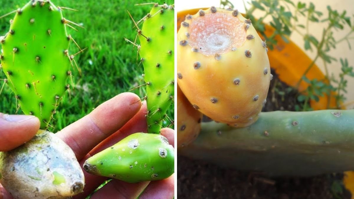 Grow the Seeds from Inside a Tuna and You’ll Get a Cactus – Complete How Fancactus Guide