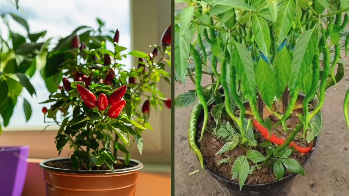 Propagating Chili with Bananas - Healthy Plants Bear Lots of Fruit