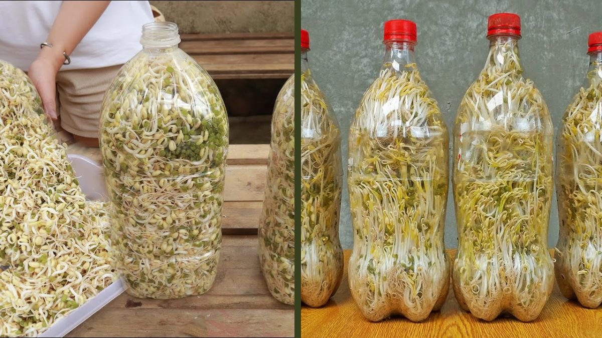 Making Bean Sprouts for Beginners: 3 Most Effective and Proven Methods at Home