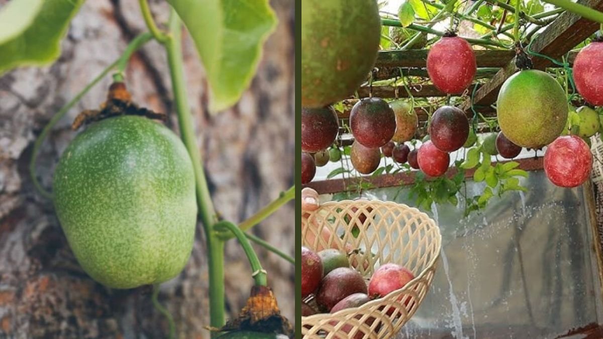Super Special Technique to Propagate Passion Fruit – Grow Fast and Healthy Vines at Home