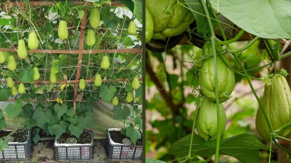 How to Grow Chayote in Pots to Save Space: A Complete Urban Gardening Guide