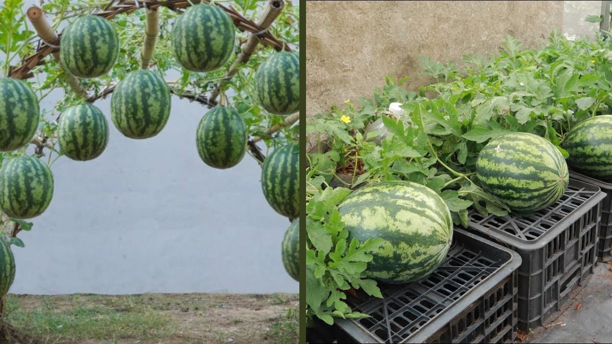 How to Grow Watermelon Most Effectively: Proven Tips for Maximum Yield