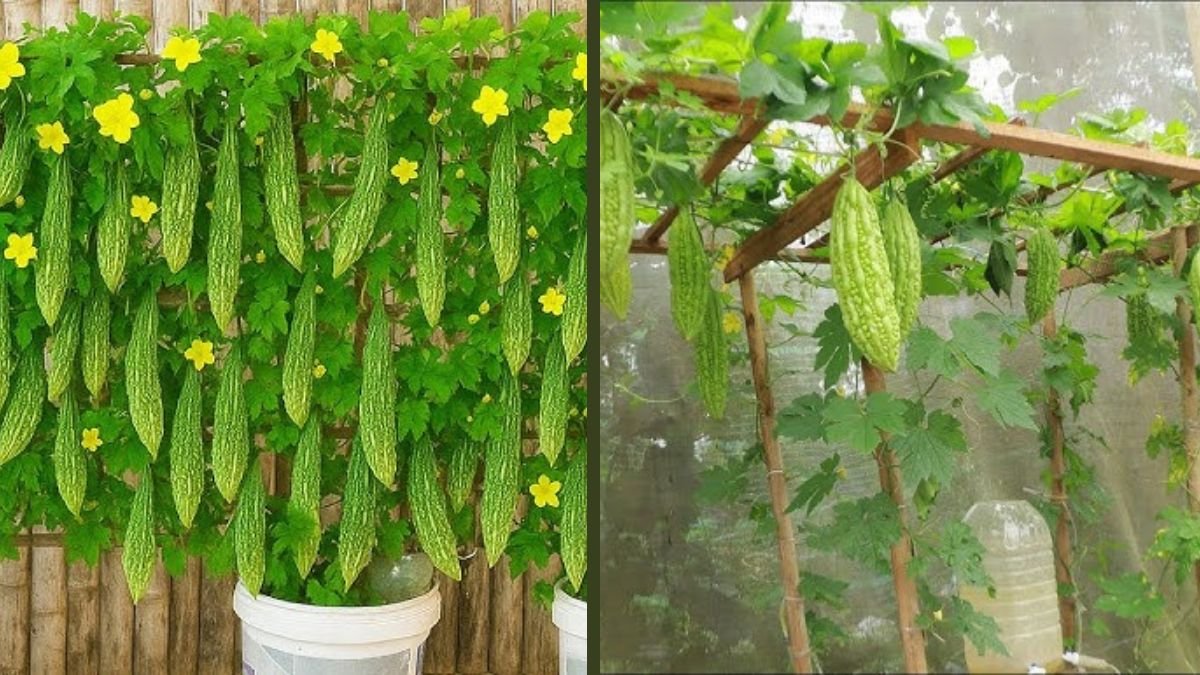 Tips for Growing Bitter Melon at Home: High Fruit Yield and Healthy Plants