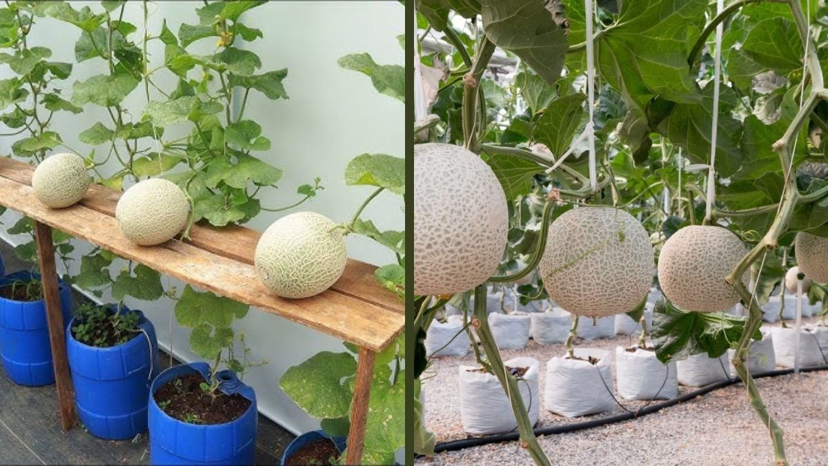 No Garden Needed: How to Grow This Melon Easily and Get High Yield