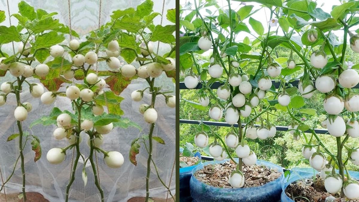 Growing Super Giant Eggplant at Home: Easy for Beginners
