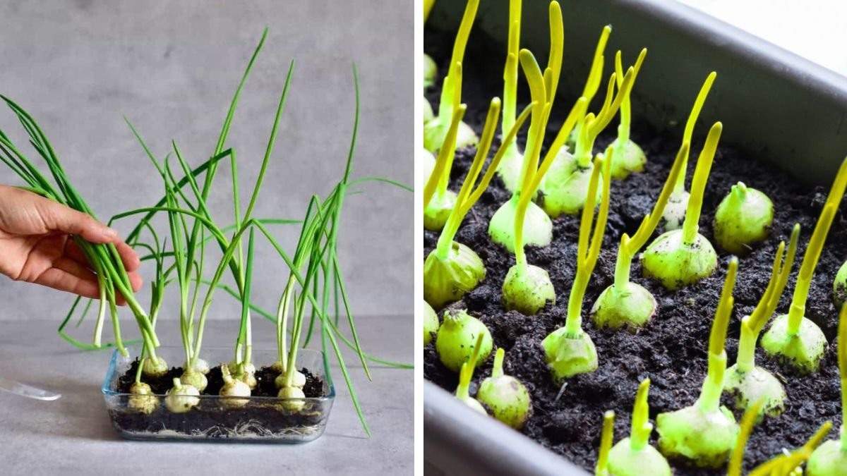 Simple Guide to Cultivating Fresh Spring Onion Leaves at Home