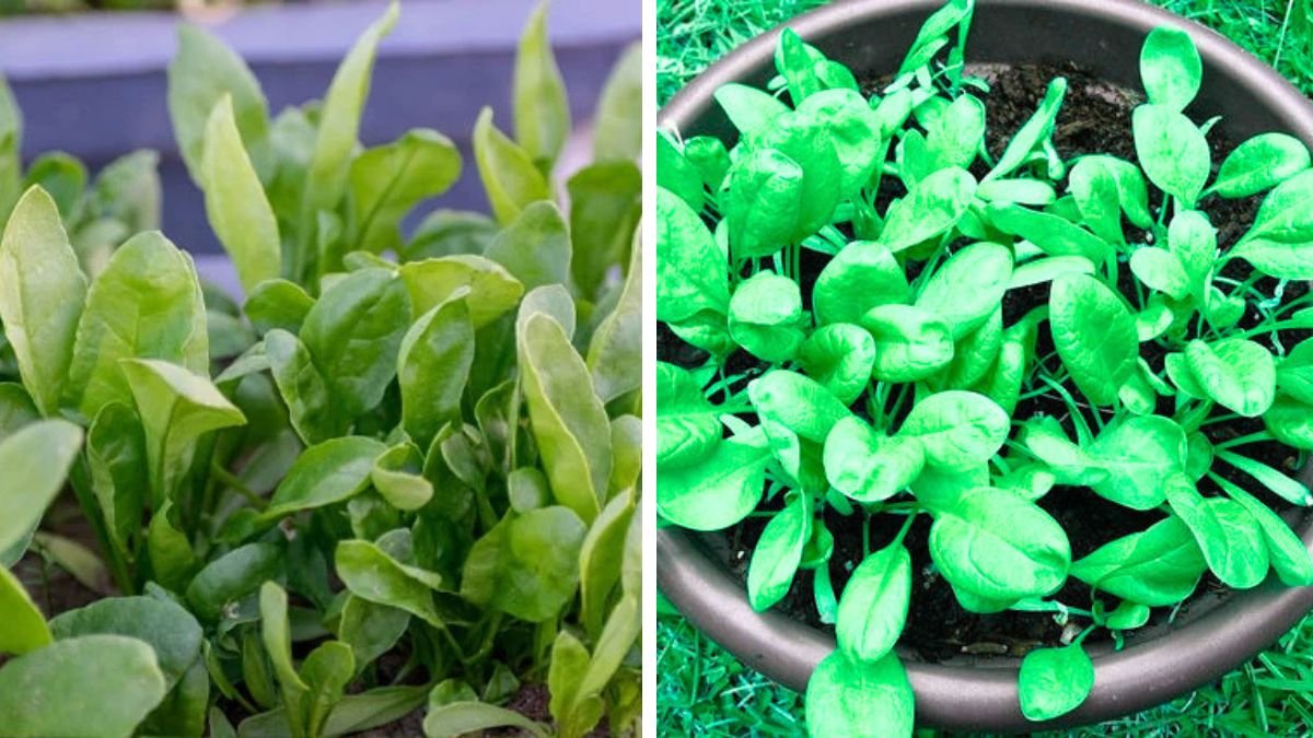 The Ultimate Guide to Growing Spinach at Home Using Simple Techniques