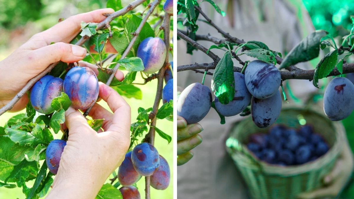 Ultimate Guide to Growing European Plums in Your Backyard Garden