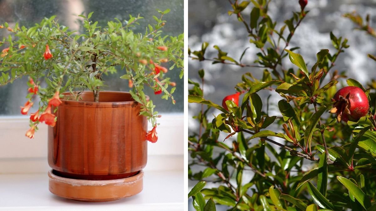 The Ultimate Guide to Growing Pomegranate from Cuttings Using Secret Techniques