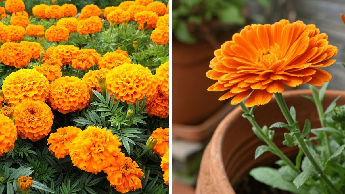 Easy Steps to Successfully Grow Marigold Flowers From Seeds in Your Garden