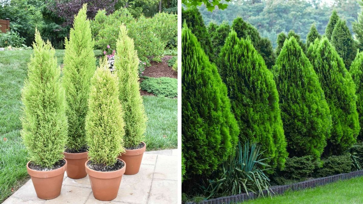 Best Practices for Successfully Growing Cypress Plants in Your Garden Style
