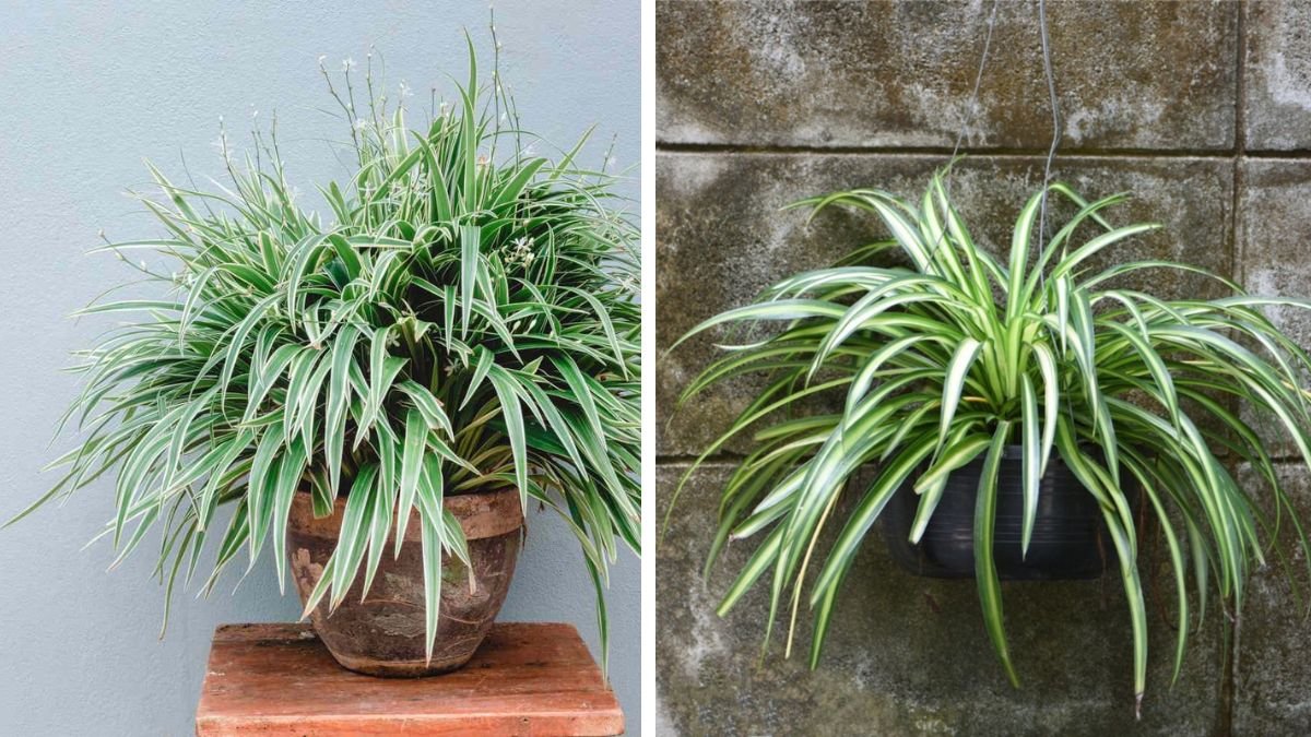 Best Ways to Successfully Grow Spider Plants Inside Your Home