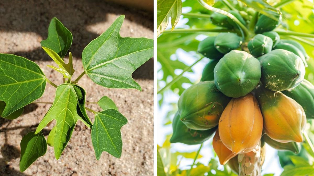 How to Successfully Grow Papaya From Seeds in Your Backyard Garden