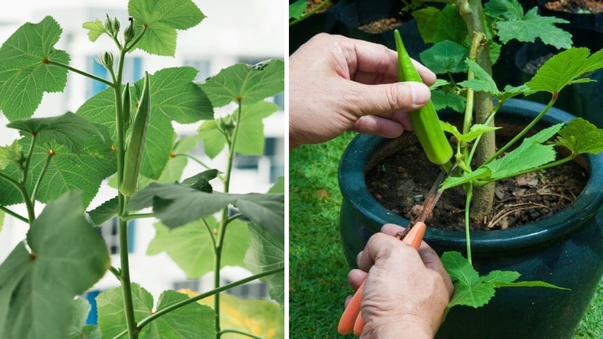 How to Successfully Grow Lady Finger in a Container for Maximum Yield