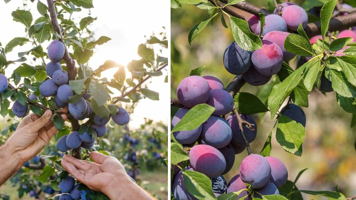 Comprehensive Guide to Successfully Cultivating European Plums in Your Backyard Garden