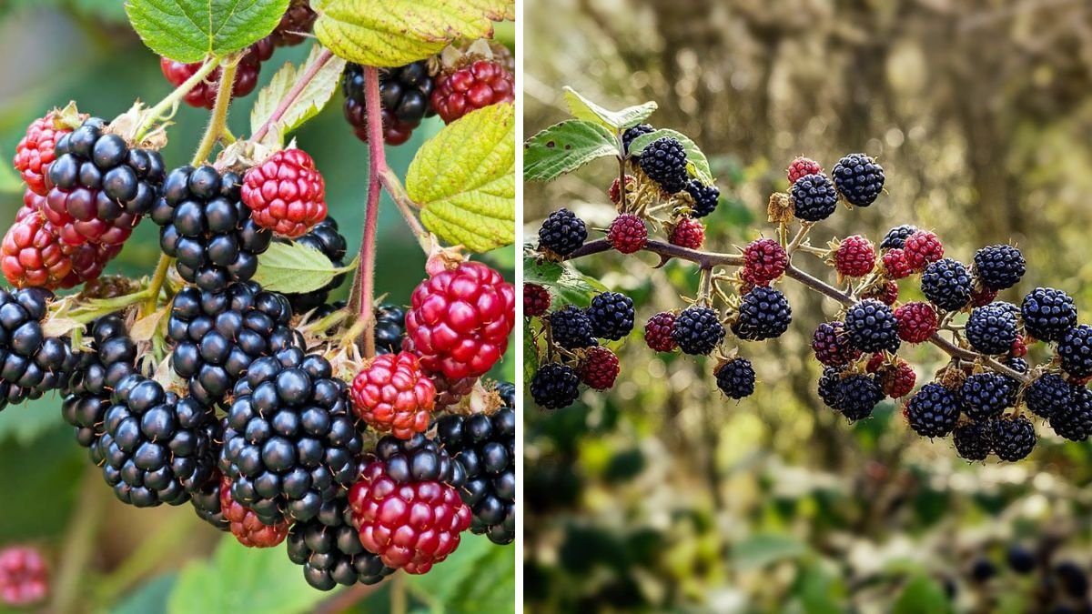 How to Successfully Grow Blackberry Bushes at Home for Delicious Berries
