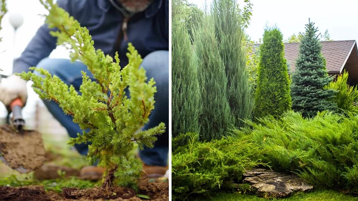 Simple Guide to Growing Juniper for Stunning Home Decoration Ideas
