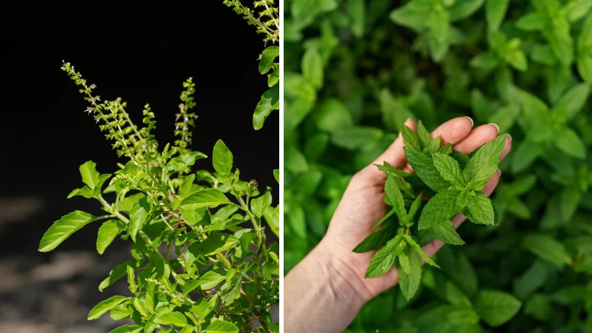 How to Successfully Cultivate Tulsi for Fresh Greens and Health Benefits at Home