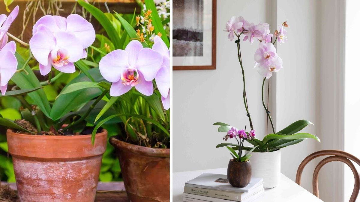 The Ultimate Guide to Effortlessly Growing Phalaenopsis Orchids at Home for Beginners