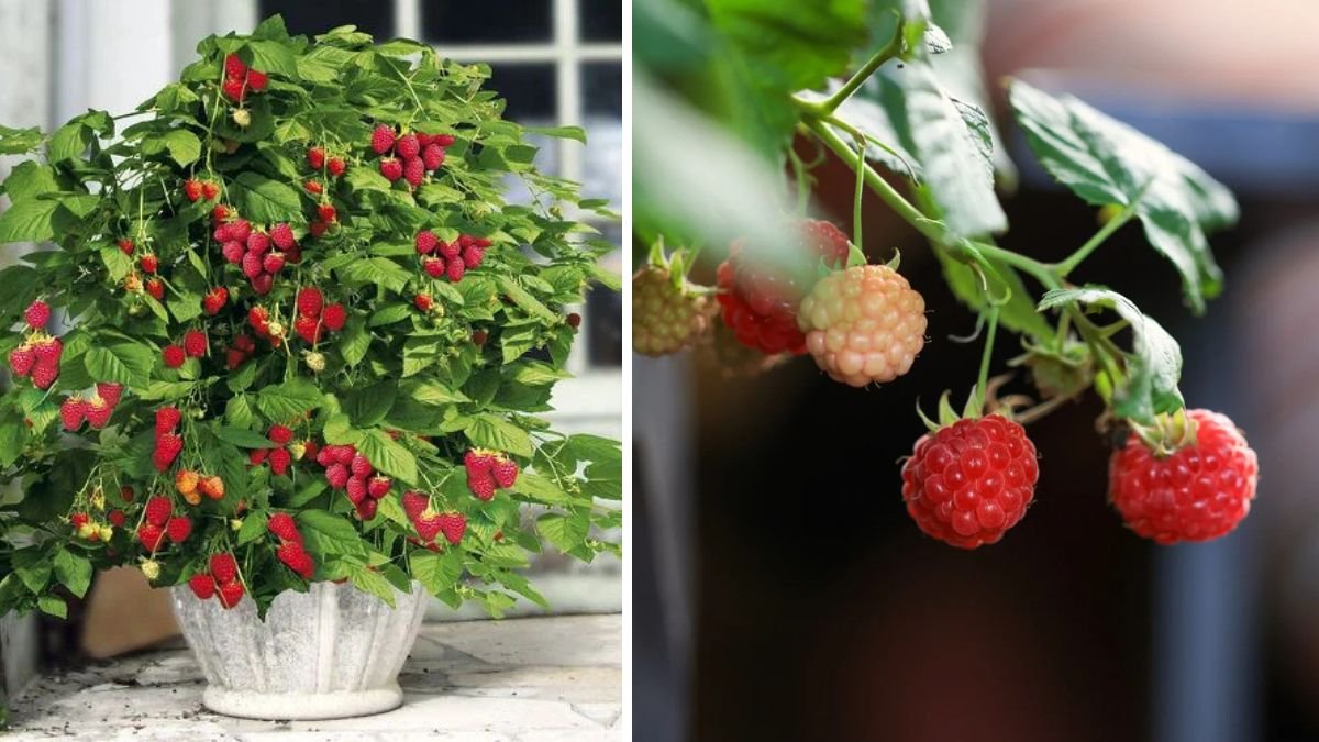 Ultimate Guide to Successfully Growing Raspberries in Containers at Home