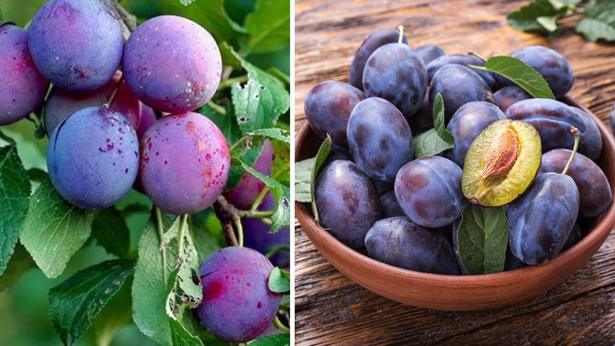 Easy Method to Grow Plum Trees in Canada for Beginners with Simple Steps