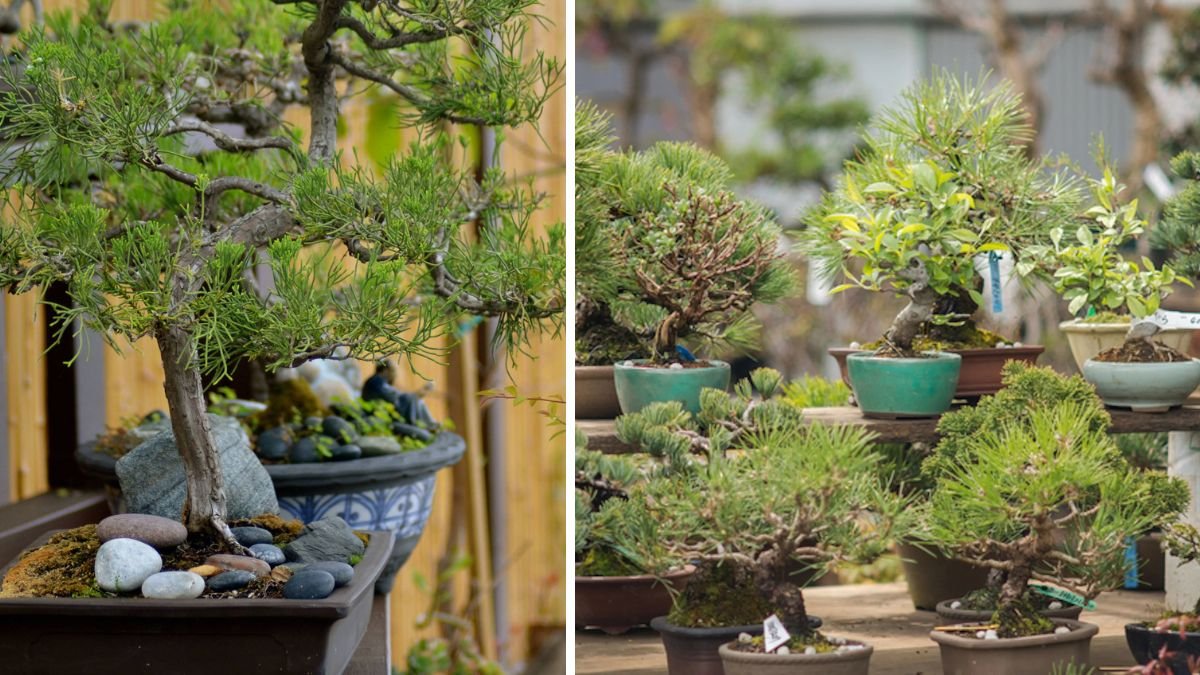 How to Grow Beautiful Bonsai Plants for Unique Garden Decoration Ideas