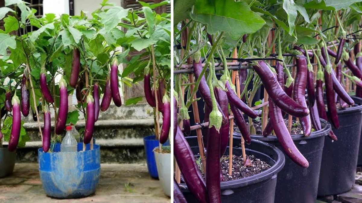 Best Practices for Successfully Growing Eggplant in Containers for Home Gardeners