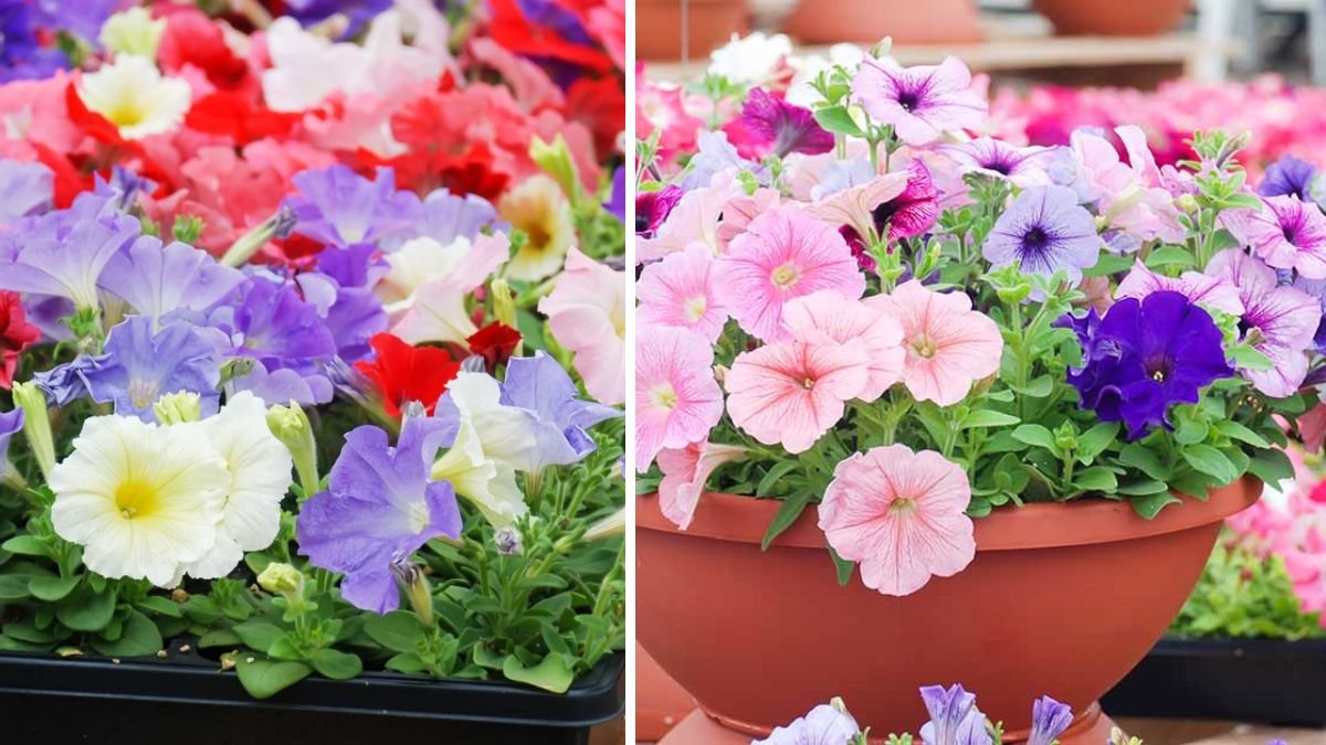 Simple Guide to Growing Petunias at Home from Seeds to Blooms