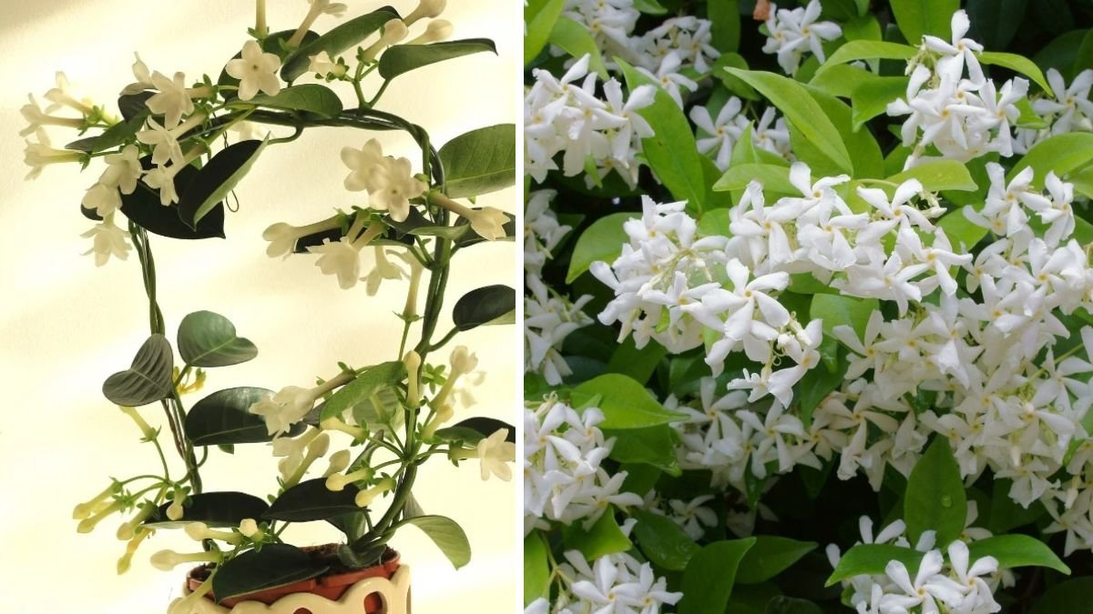 The Ultimate Guide to Successfully Growing Jasmine From Cuttings in Your Garden