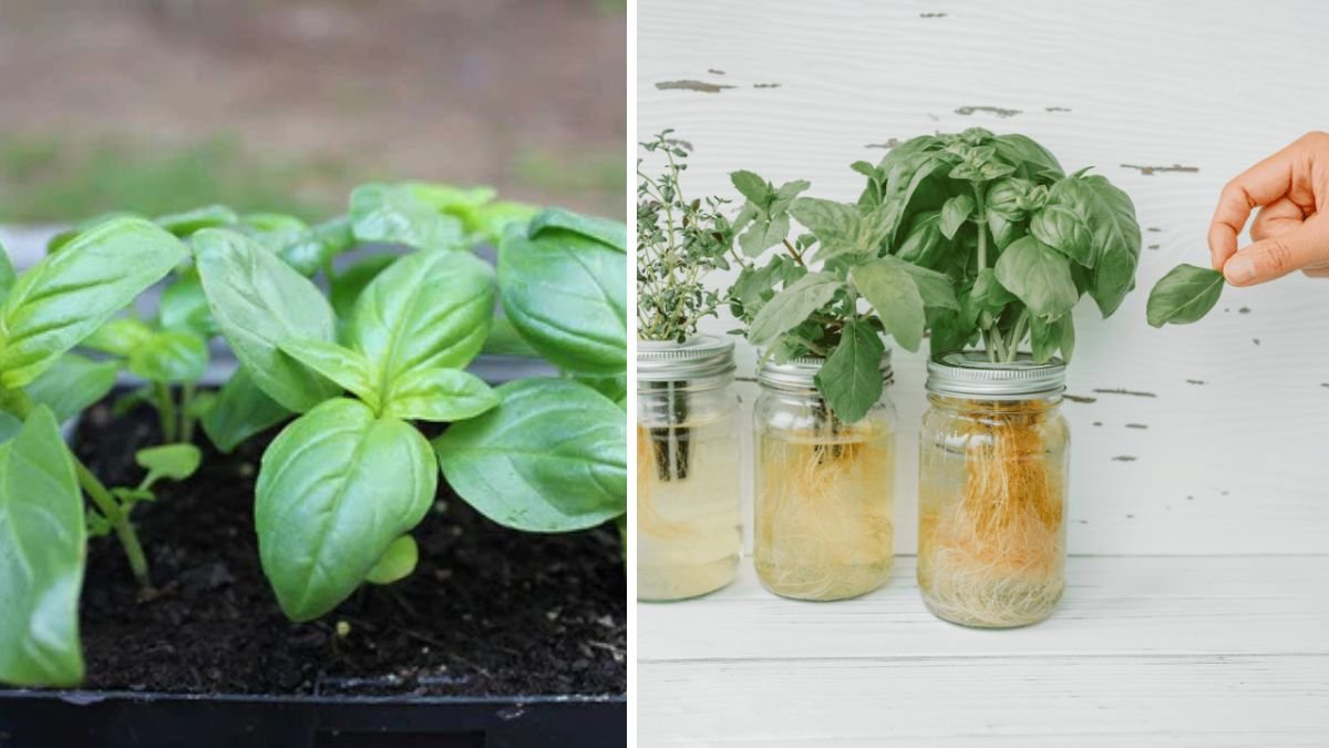 Easy Method To Grow Basil Leaves Indoors For Beginners