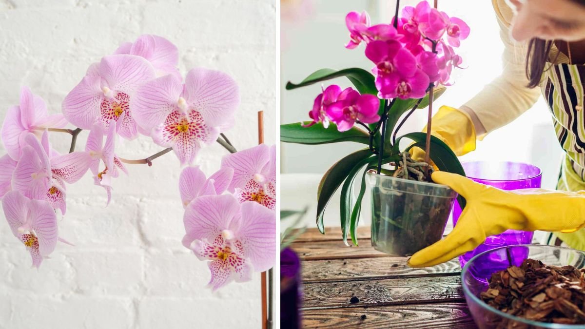 Comprehensive Guide to Growing Orchids Indoors at Home for Beginners