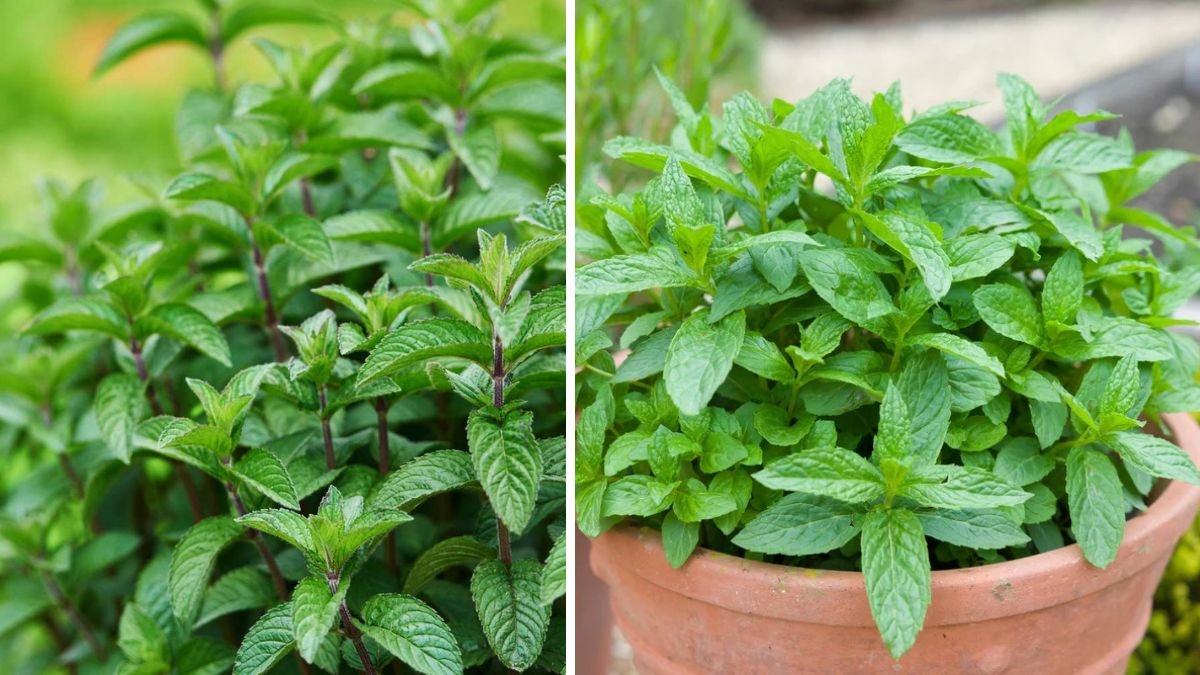 How to Successfully Grow Fresh Mint Pudina in Your Own Home Garden for Culinary Delights