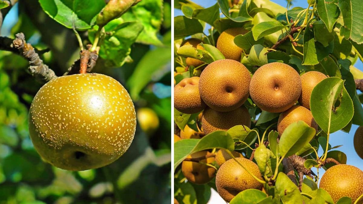 Ultimate Guide to Successfully Growing Asian Pears in Canada for Beginners