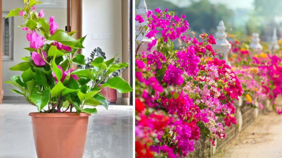 The Comprehensive Guide to Successfully Grow Bougainvillea From Cuttings