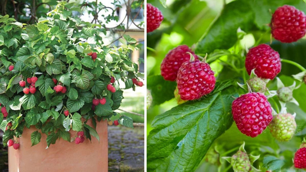 A Comprehensive Guide to Successfully Growing Raspberry Plants at Home for Beginners
