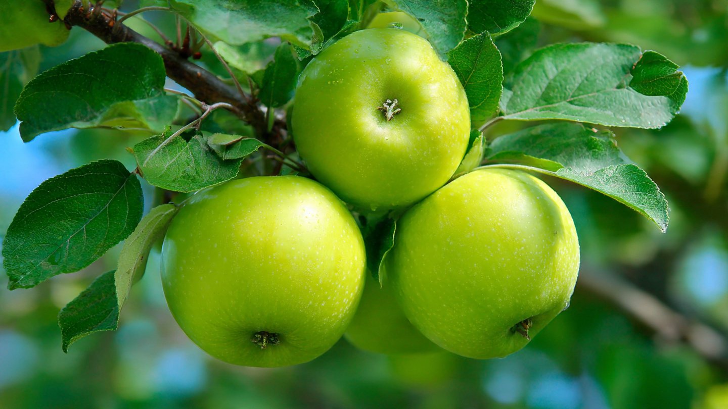 A Complete Guide to Successfully Grow Granny Smith Apple Trees in Your Backyard
