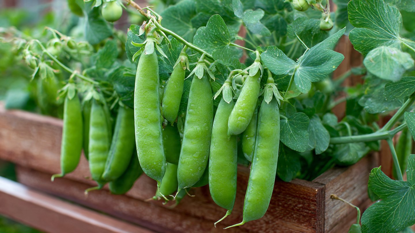 A Comprehensive Guide to Successfully Growing Peas in Containers for Limited Space Gardening Enthusiasts