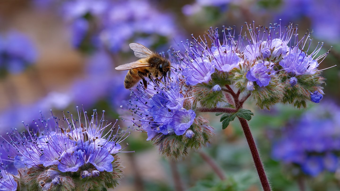 How to Create a Thriving Grow Phacelia Pollinator Garden for a Buzzing Ecosystem