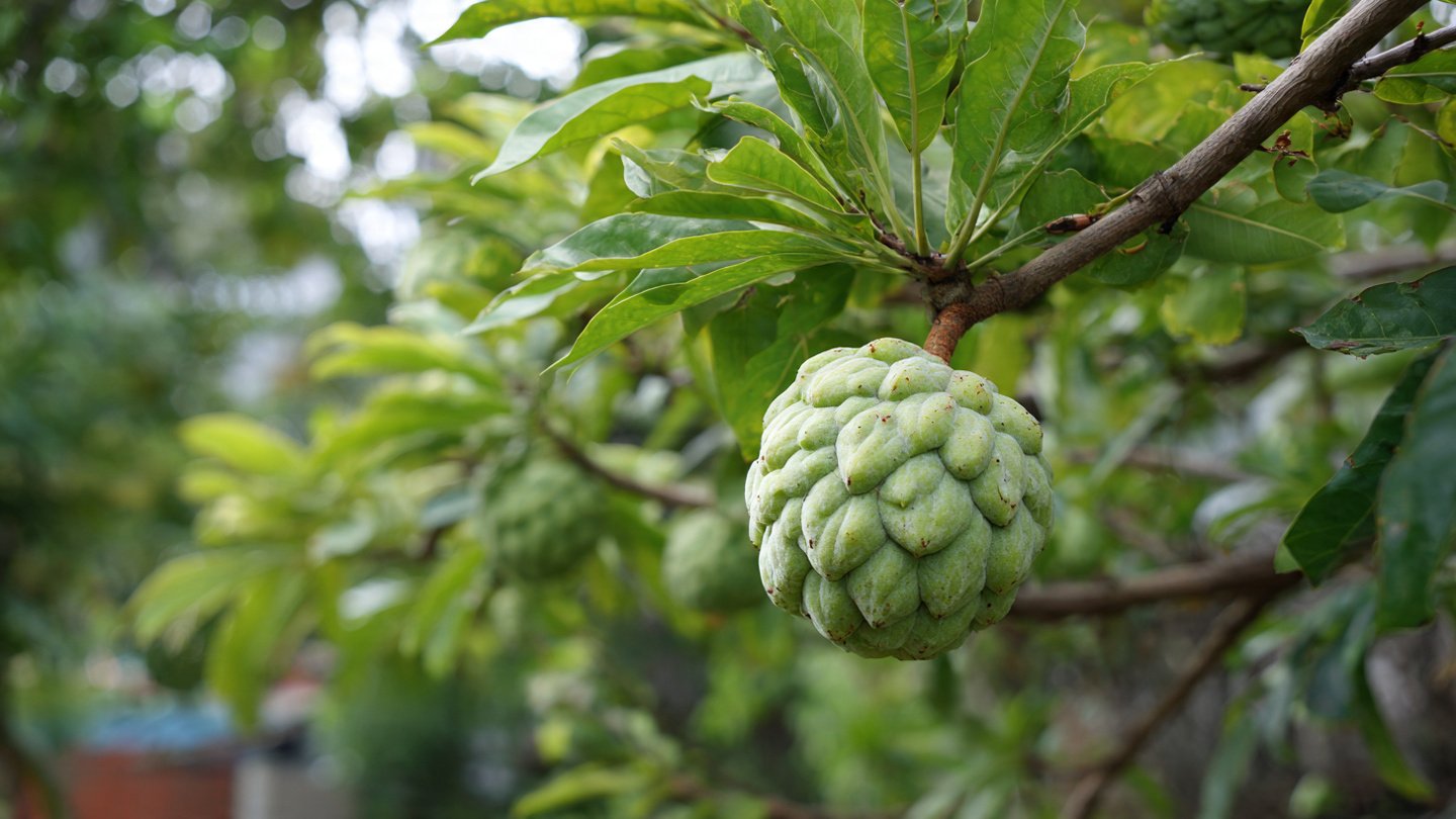 How to Achieve Bountiful Custard Apple Harvests: Essential Fruiting Tips for Success