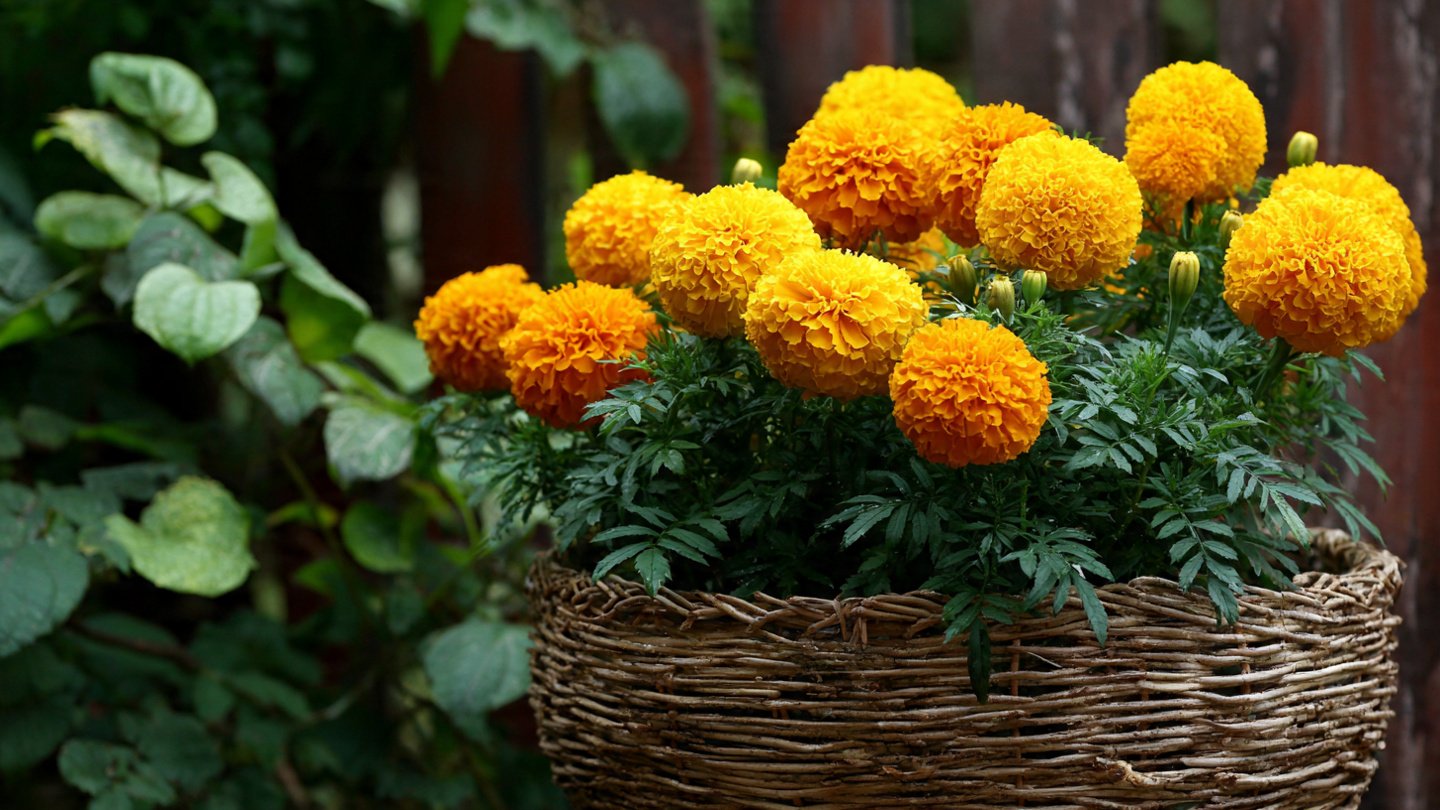 Best Practices for Growing Beautiful Marigold Flowers in Container Gardens