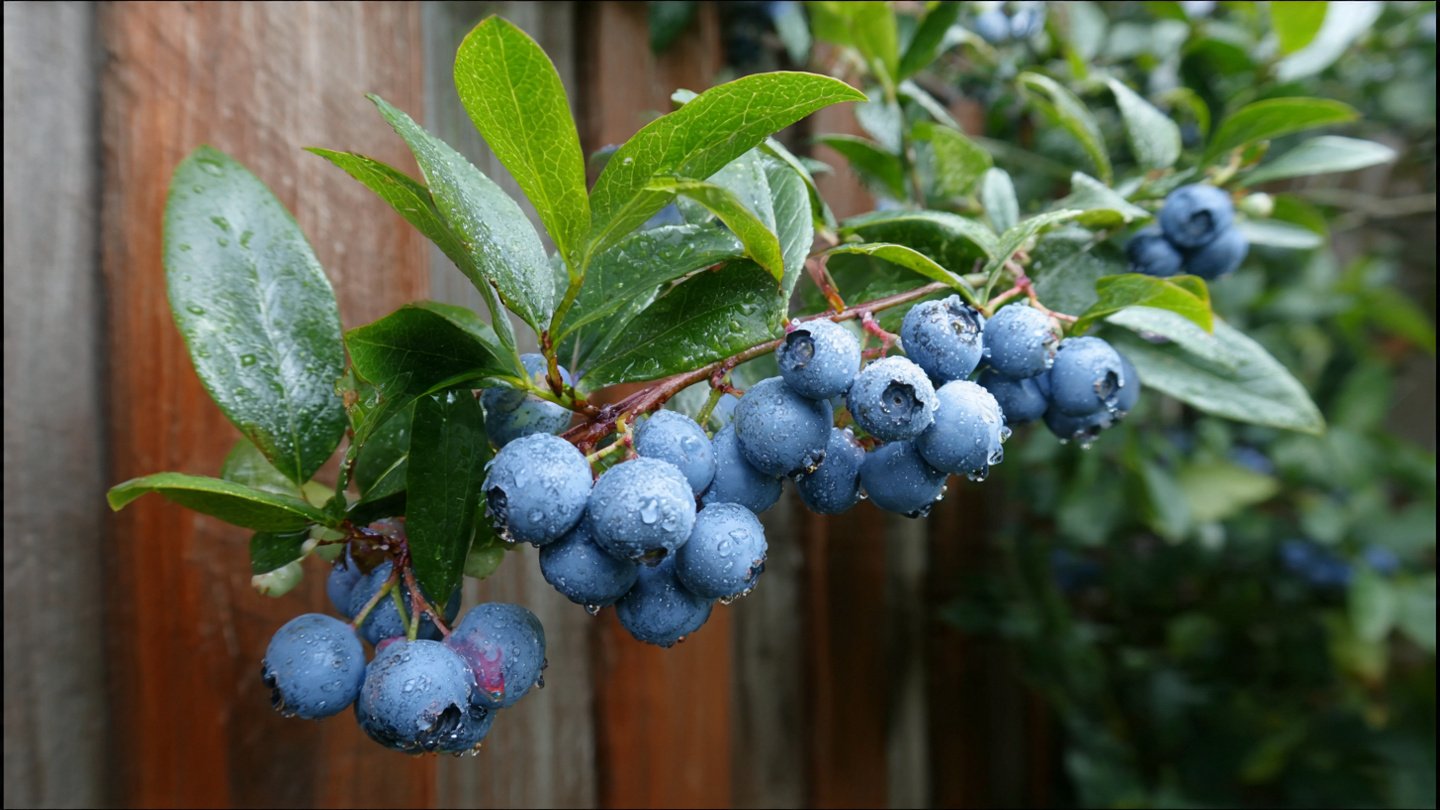 Easy Hack to Grow Blueberries at Home Without Any Complicated Techniques