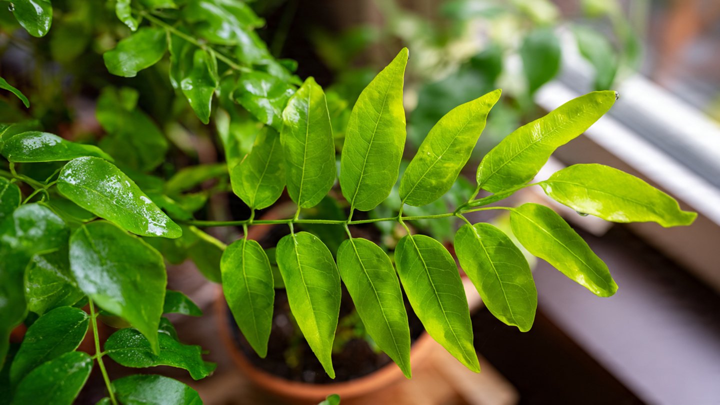 Can You Grow Curry Leaves Without Yellowing? Tips for Vibrant, Healthy Plants!
