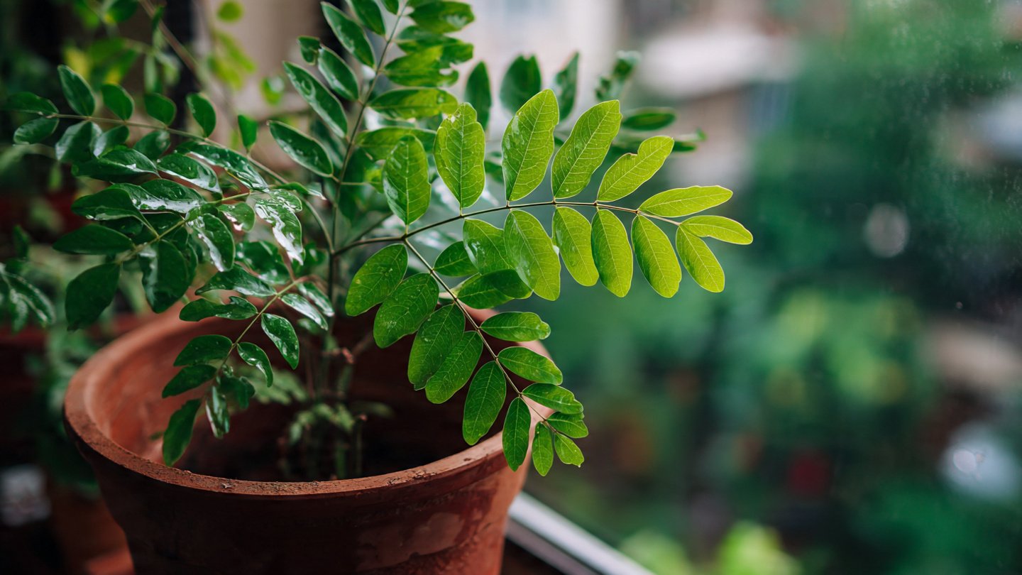 Can You Make Your Curry Leaf Plant Thrive? Discover This Easy Hack to Grow It Faster!