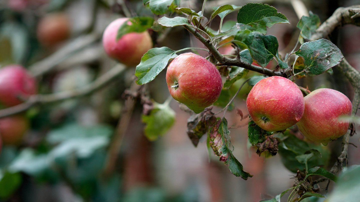 Best Method to Grow Cold Hardy Apples for Maximum Yield and Flavor