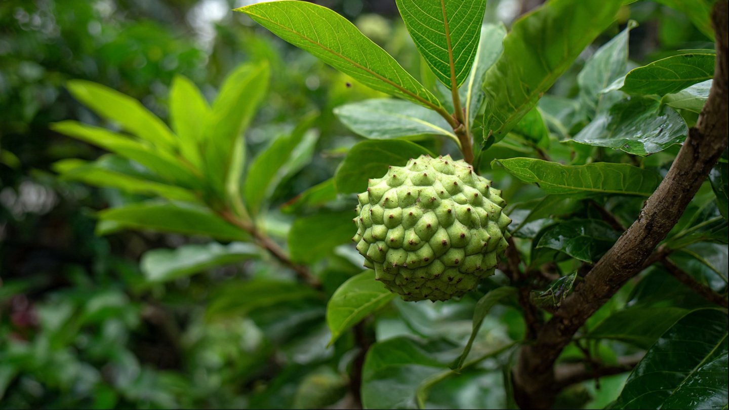 How to Create the Perfect Soil Mix for Growing Custard Apples: A Step-by-Step Guide