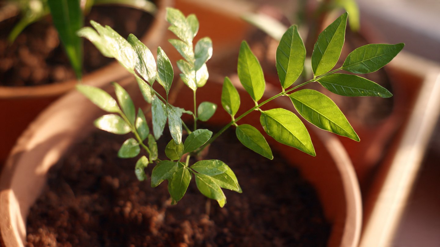 Can You Easily Grow Curry Leaf Plants from Cuttings?