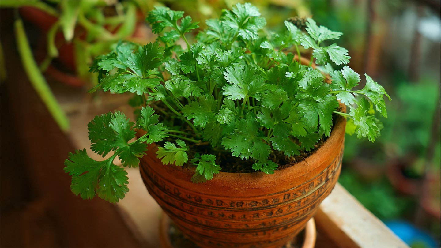 Best Guide for Growing Dhaniya in Pots from Seed to Harvest