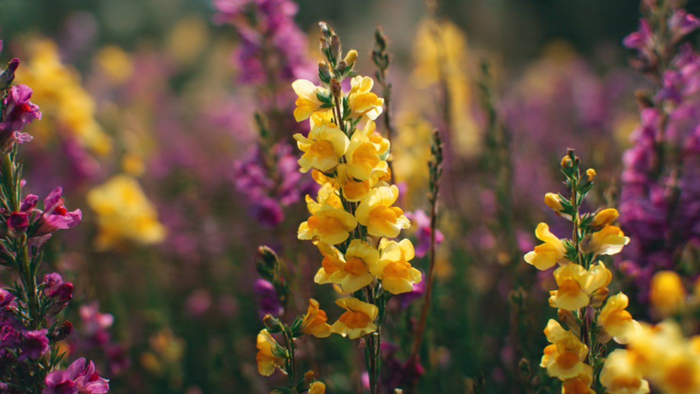 How to Easily Grow Toadflax from Seed: A Simple Guide for Gardeners